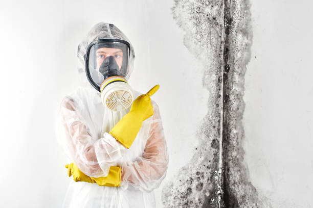 Best Asbestos and Lead Testing During Mold Inspection  in Johnston City, IL