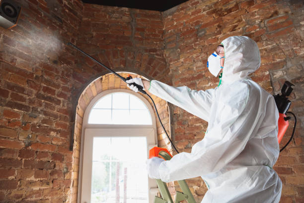 Why You Should Choose Our Mold Remediation Services in Johnston City, IL